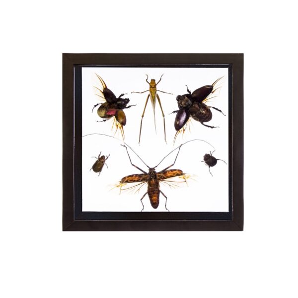 Real Taxidermy Flying Insects in Black Frame – Set of 6
