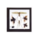 Real Taxidermy Flying Insects in Black Frame – Set of 6