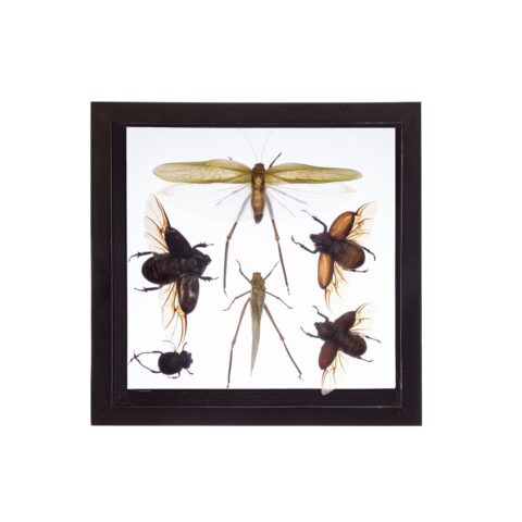 Real Taxidermy Flying Insects in Black Frame - Set of 6