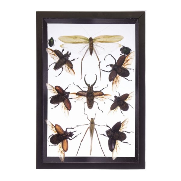 Real Taxidermy Flying Insects in Black Frame – Set of 11 – 3.9992 lb