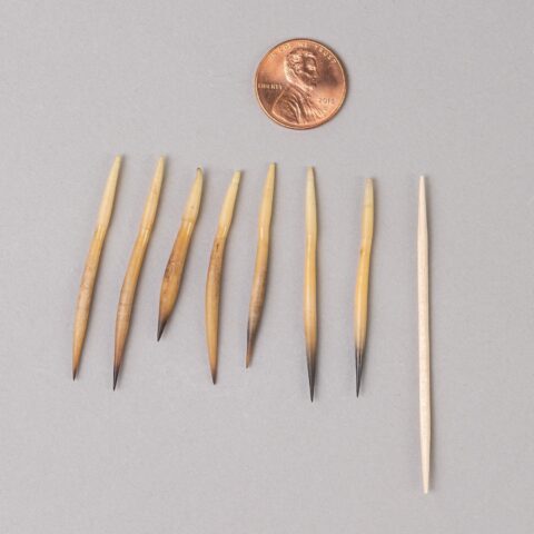Real Short Beaked Echidna Quill - Small, Single