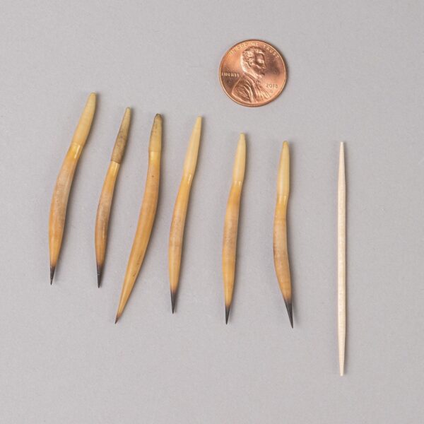 Real Short Beaked Echidna Quill – Medium, Single