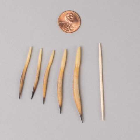 Real Short Beaked Echidna Quills - Set (2 Medium and 3 Small)