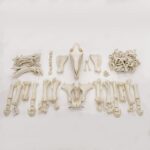 Real Draft Horse Skeleton – Disarticulated