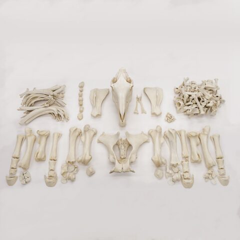 Real Draft Horse Skeleton - Disarticulated