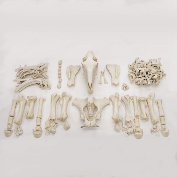 Real Draft Horse Skeleton – Disarticulated