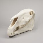 Real Draft Horse Skeleton – Disarticulated