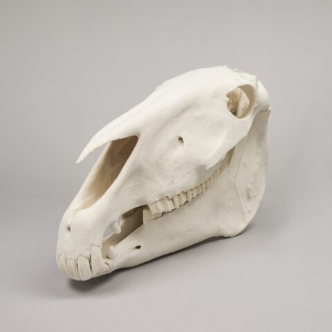 Real Draft Horse Skeleton - Disarticulated