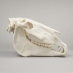 Real Draft Horse Skeleton – Disarticulated