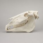 Real Draft Horse Skeleton – Disarticulated