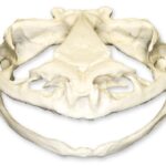 Replica Goliath Frog Skull