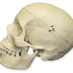 Replica Human Female Medical Quality Skull with Calvarium Cut