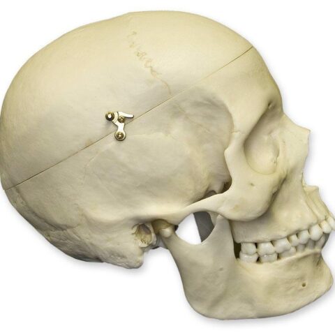 Replica Human Female Medical Quality Skull with Calvarium Cut