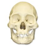 Replica Human Skull – American Indian Female