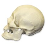 Replica Human Skull – American Indian Female
