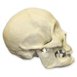 Replica Human Skull – American Indian Female