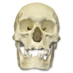 Replica Human Skull – Polynesian Male