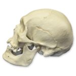 Replica Human Skull – Polynesian Male