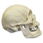 Replica Human Skull – Polynesian Male