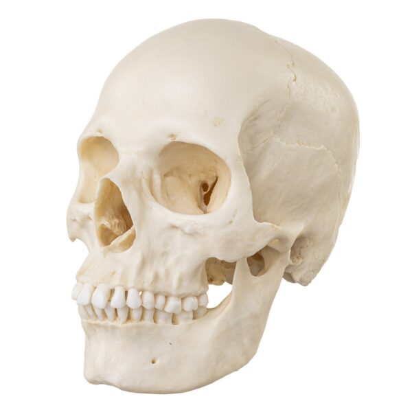 Replica Human Skull – European Female