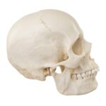 Replica Human Skull – European Female