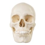 Replica Human Skull – European Female