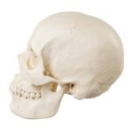 Replica Human Skull – European Female