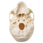 Replica Human Skull – European Female