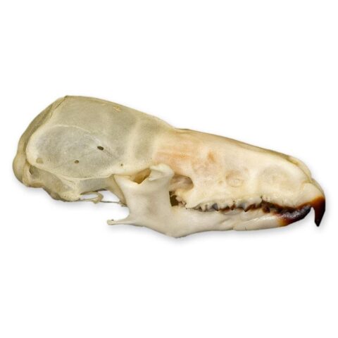 Real Shrew Skull