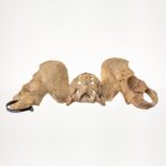 Real Human Pelvis and Sacrum – Antique