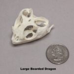 Real Bearded Dragon Skull
