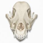 Real Domestic Dog Skull – 1 lb