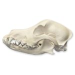 Real Domestic Dog Skull – 1 lb