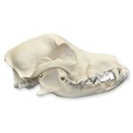 Real Domestic Dog Skull – 1 lb