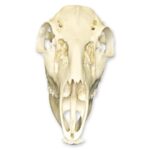 Replica Female White-tailed Deer Skull – Economy