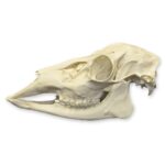 Replica Female White-tailed Deer Skull – Economy