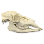 Replica Female White-tailed Deer Skull – Economy
