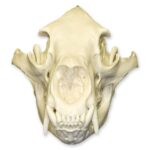 Replica American Black Bear Skull – Economy