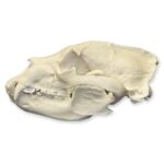 Replica American Black Bear Skull – Economy