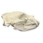 Replica American Black Bear Skull – Economy
