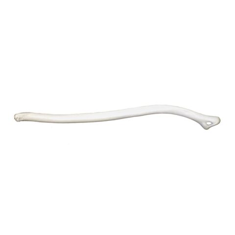 Real Marten Baculum
