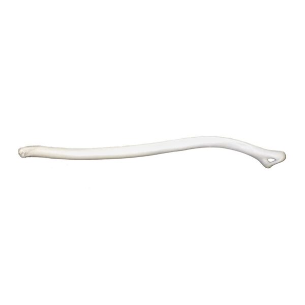 Real Marten Baculum
