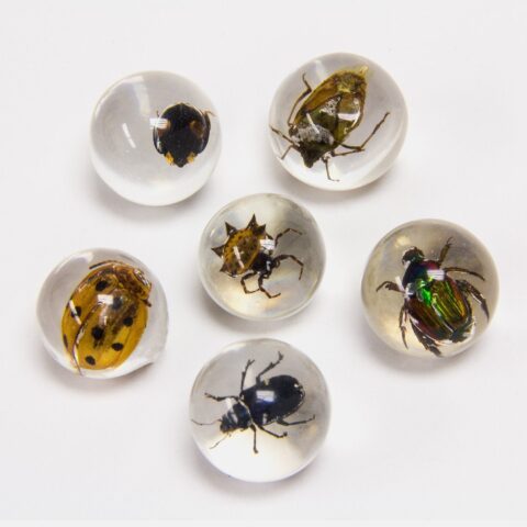 Real Insect in Acrylic Marble