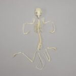 Real Flying Squirrel Skeleton – Disarticulated