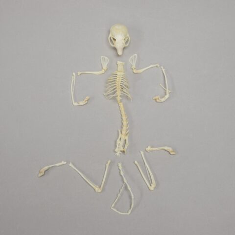 Real Flying Squirrel Skeleton - Disarticulated