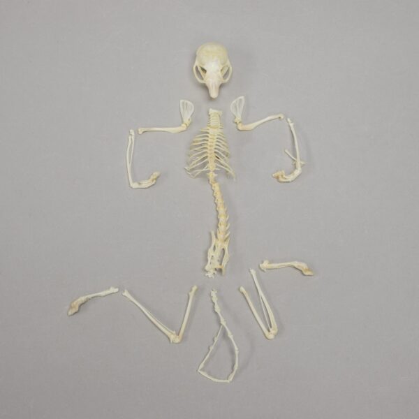 Real Flying Squirrel Skeleton – Disarticulated