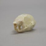 Real Flying Squirrel Skeleton – Disarticulated
