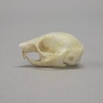 Real Flying Squirrel Skeleton – Disarticulated