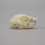 Real Flying Squirrel Skeleton – Disarticulated