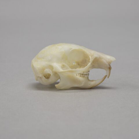 Real Flying Squirrel Skeleton - Disarticulated
